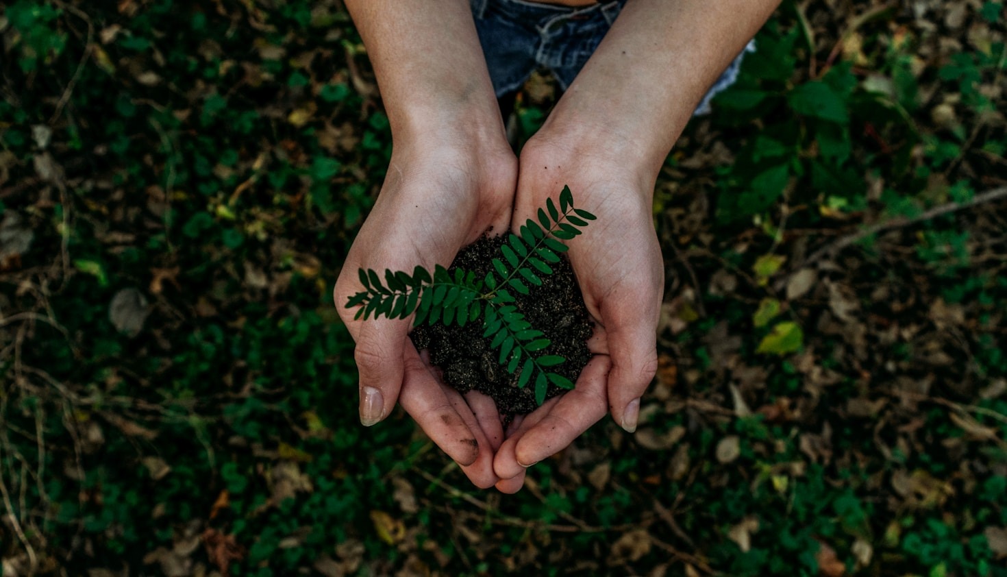 Biodiversitetsstrategier: En guide til virksomheder